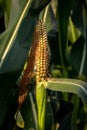 Corn Crops Growing in Summer Royalty Free Stock Photo