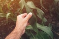 Corn crops growth control concept, farmer agronomist examining plants in field