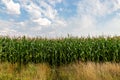 Corn Crops in the Isle of Wight Countryside Royalty Free Stock Photo