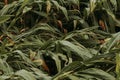 Corn crops with knocked over bent stem after severe wind storm in field