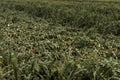 Corn crops with knocked over bent stem after severe wind storm in field