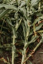 Corn crops with knocked over bent stem after severe wind storm in field