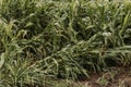 Corn crops with knocked over bent stem after severe wind storm in field