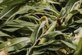 Corn crops with knocked over bent stem after severe wind storm in field