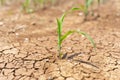 Corn crops suffer as drought continues. Corn field with very dry soil Royalty Free Stock Photo