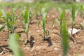 Corn crops suffer as drought continues. Corn field with very dry soil Royalty Free Stock Photo