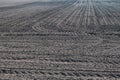 Furrows with sprouts growing in arable field corn cultivation Royalty Free Stock Photo