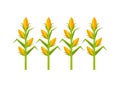 Corn cultive isolated icon