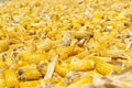 Corn cultive organic food agriculture Royalty Free Stock Photo