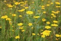 Corn daisy -  Glebionis segetum. Royalty Free Stock Photo