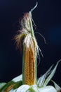 A corn dark background Royalty Free Stock Photo