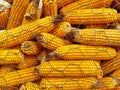 Corn Detail Royalty Free Stock Photo