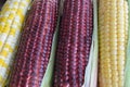 Corn different variety sweet corn