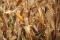 Corn disease. Undeveloped corn on the cob in field