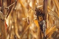 Corn disease. Undeveloped corn on the cob in field