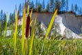 Corn dog plants