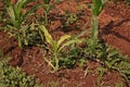 corn downy mildew, major disease causes totally yield lost Royalty Free Stock Photo