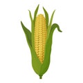 Corn drawing cartoon, large cob with leaves and grains. Corn icon Royalty Free Stock Photo