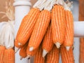 Corn dried gourd selling at the farm.