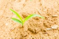 Corn on drought field Royalty Free Stock Photo