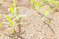 Corn on drought field Royalty Free Stock Photo