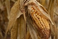 corn Royalty Free Stock Photo