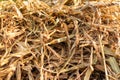 Corn dry hay in haystack in countryside , close up