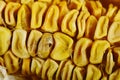 Corn dry rot Royalty Free Stock Photo