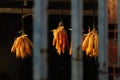 Corn drying in the sun in a cottage Royalty Free Stock Photo