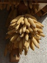 Corn drying in the sun Royalty Free Stock Photo