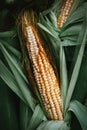 Corn ear close up.