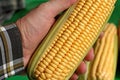 Corn ear - detail