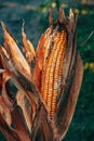 Corn ear with fungal disease, agriculture and farming Royalty Free Stock Photo