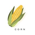 Corn Ear, Infographic Illustration With Realistic Cereal Crop Plant And Its Name