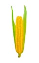 Corn ear isolated on white background with clipping path Royalty Free Stock Photo