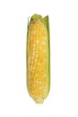 Corn ear isolated on white background. Fresh corncob isolated on white