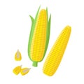 Corn ear, Ripe corn cobs, corn seeds, grains vector illustration in flat design isolated on white background. Peeled