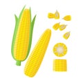 Corn ear, Ripe corn cobs, corn seeds, grains vector illustration in flat design isolated on white background. Maize