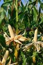 Corn ears on the stalk