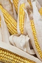 Corn ears on a white background Royalty Free Stock Photo