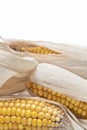 Corn ears on a white background Royalty Free Stock Photo