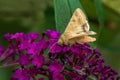 Corn Earworm Moth - Helicoverpa zea Royalty Free Stock Photo