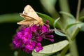 Corn Earworm Moth - Helicoverpa zea Royalty Free Stock Photo