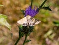 Corn Earworm moth, Helicoverpa zea, otherwise known as cotton bollworm, and tomato fruitworm Royalty Free Stock Photo