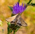 Corn Earworm moth, Helicoverpa zea, otherwise known as cotton bollworm, and tomato fruitworm Royalty Free Stock Photo