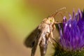 Corn Earworm moth, Helicoverpa zea, otherwise known as cotton bollworm, and tomato fruitworm