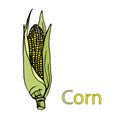 Corn. Educational material for the study of vegetables. A word on the letter C. Cartoon outline corn cob. Vector freehand drawing Royalty Free Stock Photo