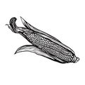 Corn engraving sketch. Hand drawn black color doodle style. Royalty Free Stock Photo