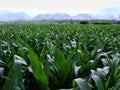 Corn Farm Royalty Free Stock Photo