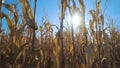 Corn farm against blue sky and sun Royalty Free Stock Photo